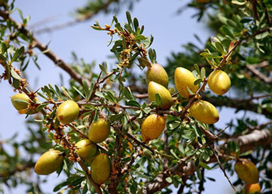     Huile d’argan : le Maroc vise le gigantesque marché chinois