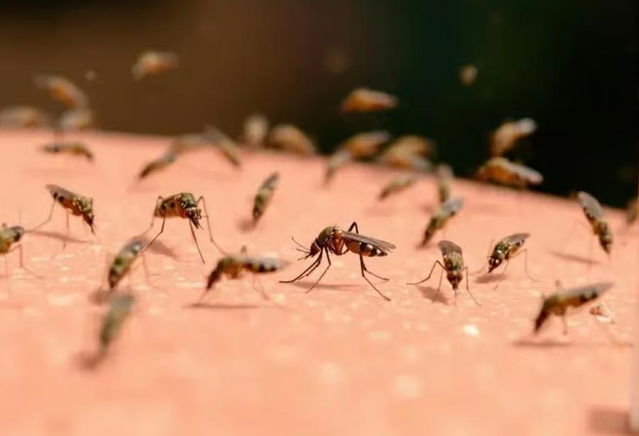 Morocco faces rising concerns over insect proliferation outbreaks