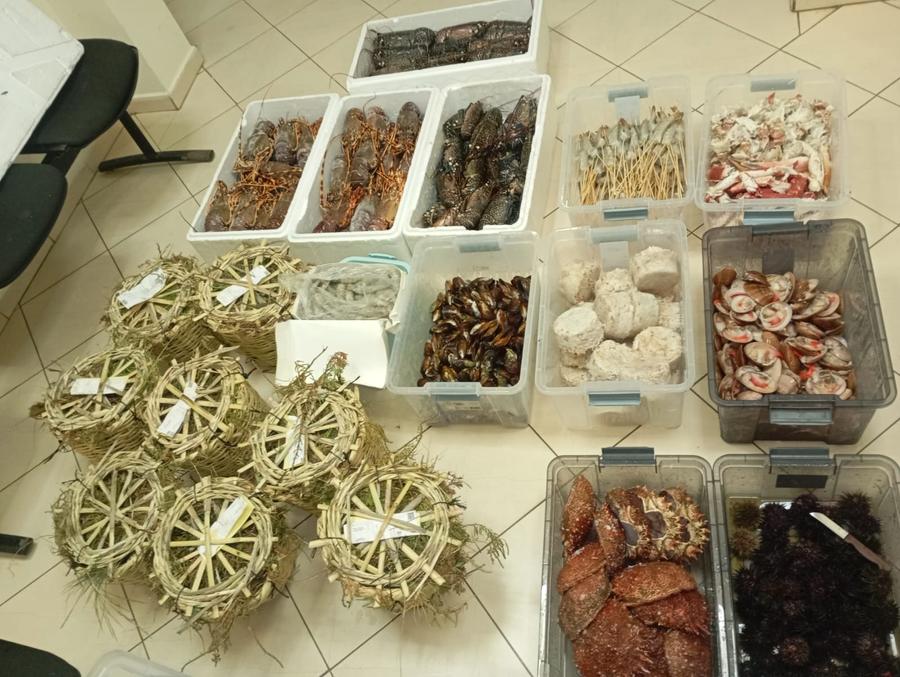 حجز أسماك فاسدة بالجديدة
