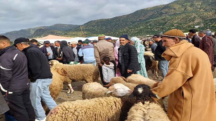 عيد الأضحى: عرض وفير ومتسوقون يبحثون عن "الأضحية المناسبة"