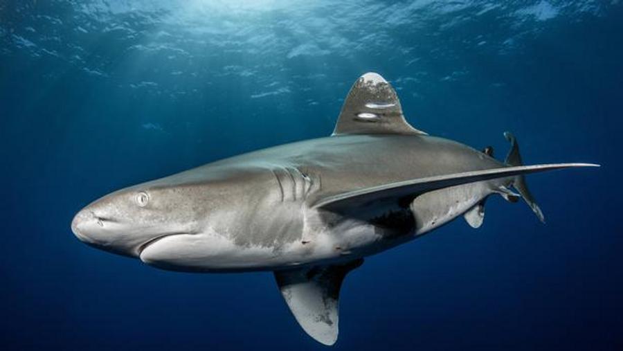 Man dies after shark attack in northeastern Australia