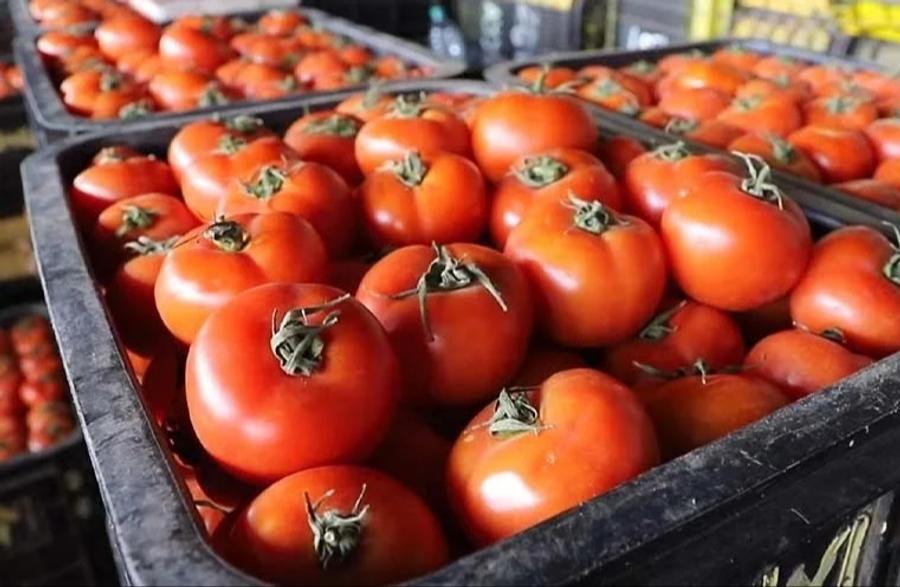 Tomates : le Maroc devient le troisième exportateur mondial