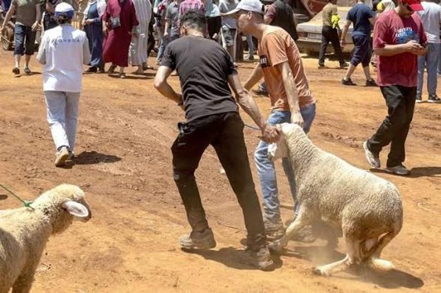 البيضاويون يقتفون أثر “الحولي” بين أسواق المدينة