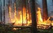 Incendie maîtrisé dans la forêt de la Maâmora près de Sala Al-Jadida