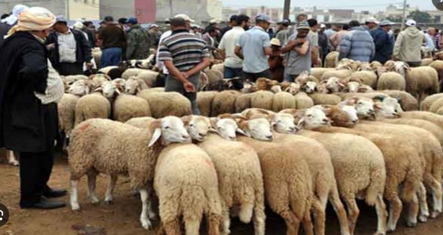 متابعة "شناقة" بسوق الناظور في حالة سراح