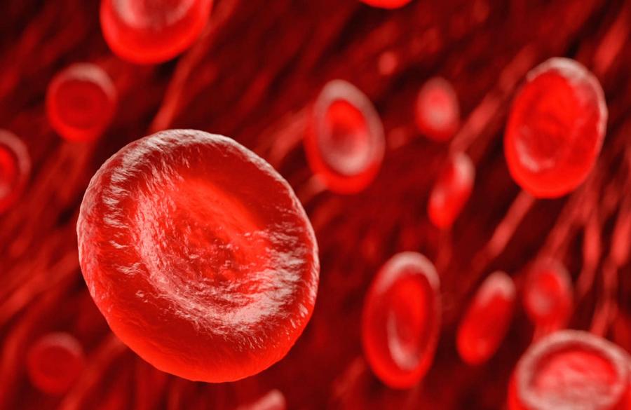 Kyoto researchers trace blood cells to 700 million-year ancestor
