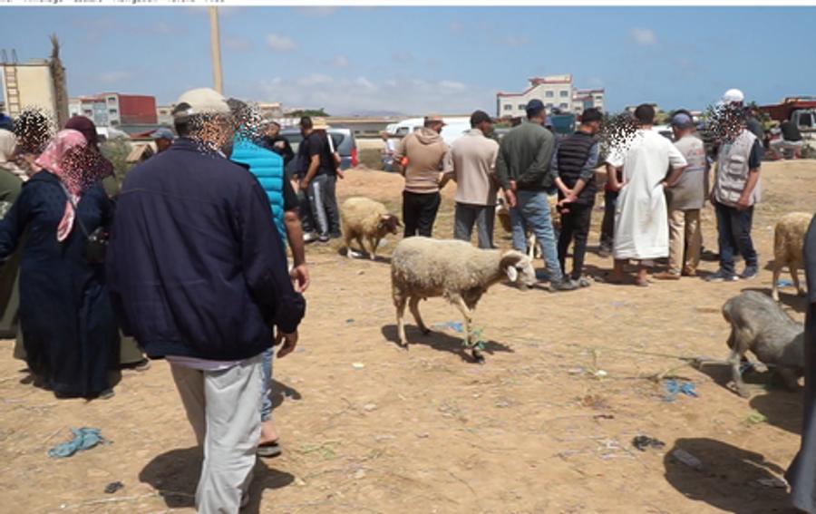 قلة العرض وارتفاع أسعار الأضاحي يفاقمان غضب المواطنين