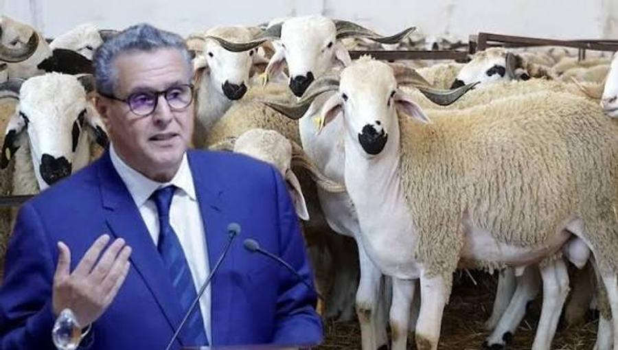 حماة المستهلك: الحكومة فشلت في التصدي لغلاء ونقص الأضاحي