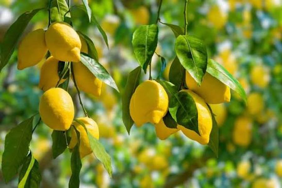 الليمون المغربي يجلب لخزينة الدولة 6 ملايين دولار