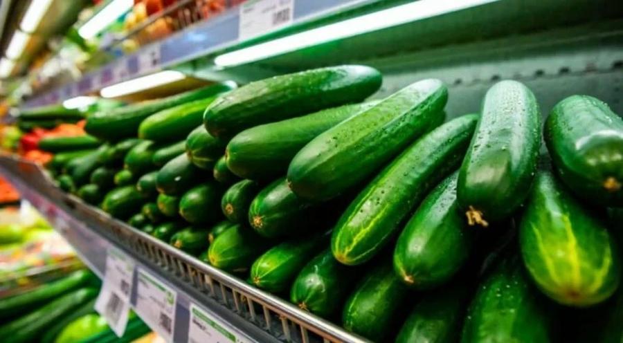 Le Maroc renforce ses exportations de concombres vers l’Allemagne