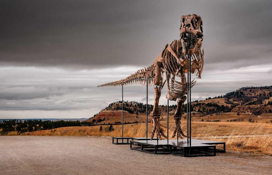 Sotheby's to auction T rex skeleton Gus for millions
