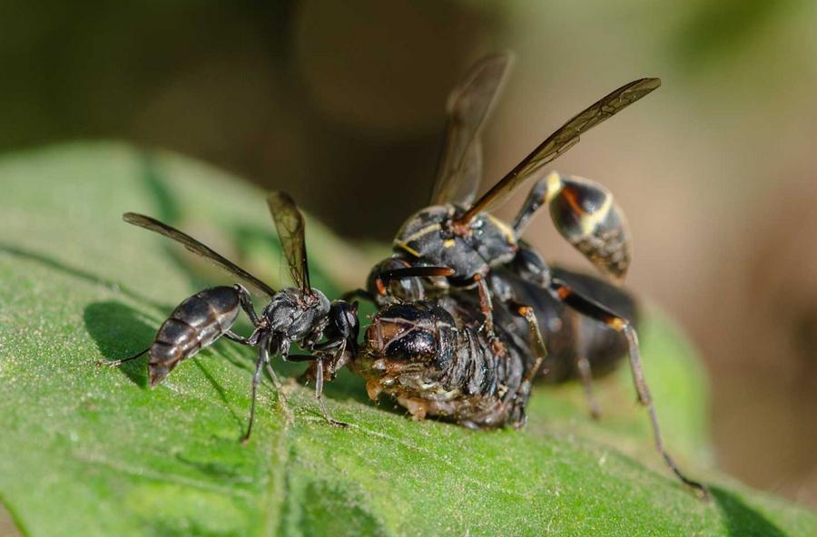 Bean plants detect caterpillar saliva to recruit predatory wasps