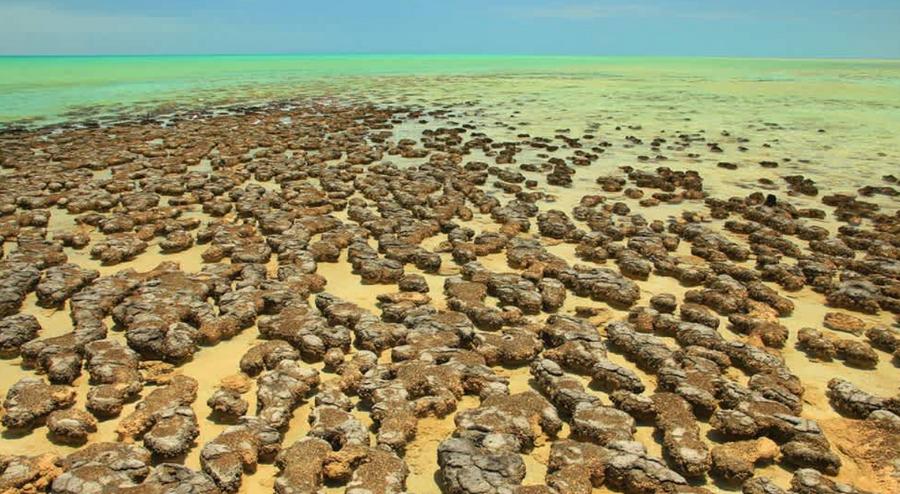 Ancient complex life depended on oxygen, study of early fossils finds