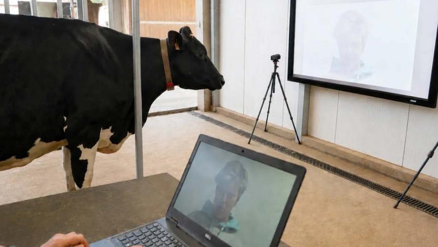 Cows can recognize human faces and voices, study finds
