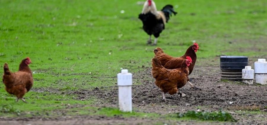 Dutch government plans to vaccinate laying hens against bird flu