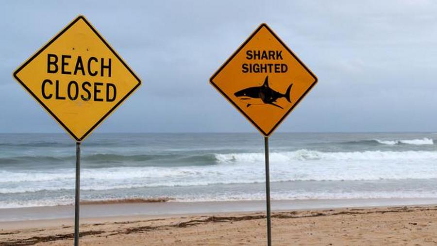 Man in critical condition after shark attack in Australia