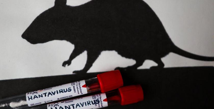 Un premier cas de hantavirus détecté au Canada : les autorités se veulent rassurantes
