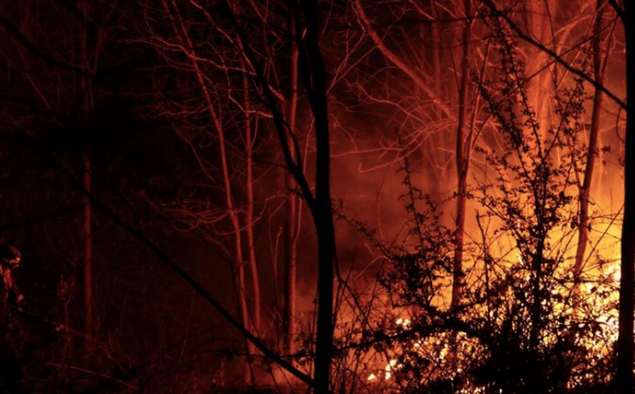 Primärwaldzerstörung bedroht globale Klimaziele