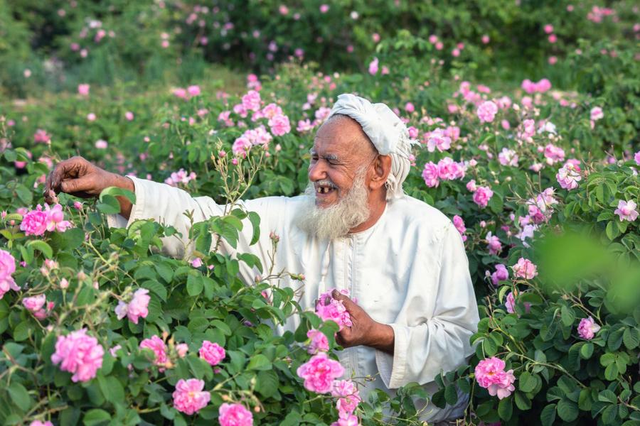 إنتاج الورد العطري بقلعة مكونة يلامس 5 آلاف طن