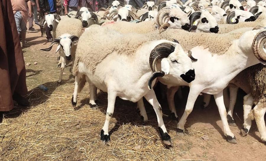 تشديد تنظيم بيع الأضاحي بالمغرب