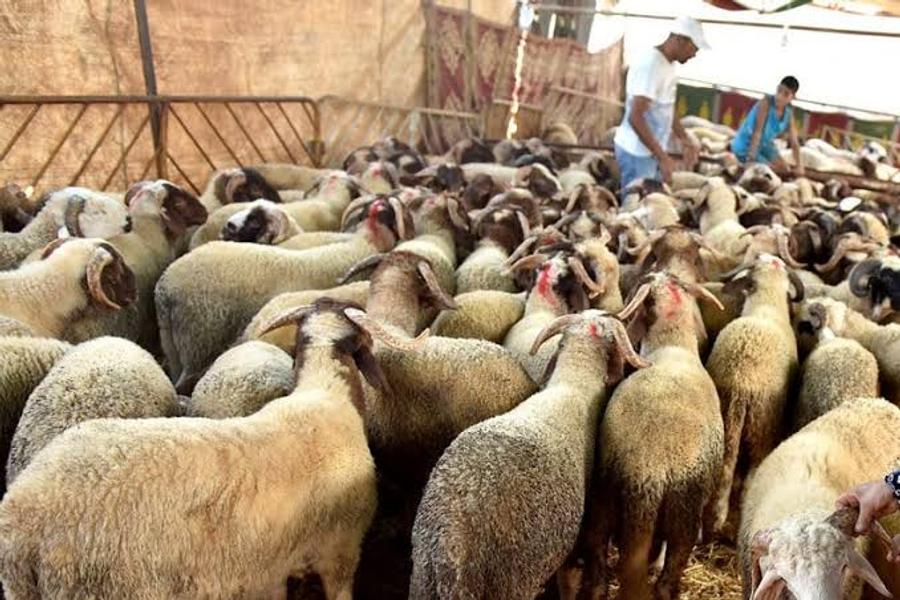 البرلمان يثير ظاهرة "الشناقة" و غلاء  الأعلاف وأسعار الأضاحي