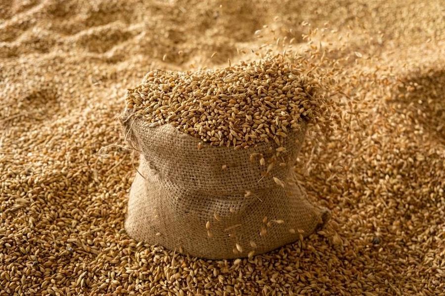 Céréales : hausse soutenue des importations pour la campagne 2025/2026