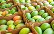 Maroc : forte hausse des importations de mangues et goyaves en 2025