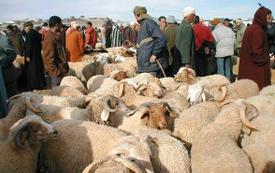 حماة المستهلك يطالبون بتخصيص فضاءات معقمة لبيع الأضاحي