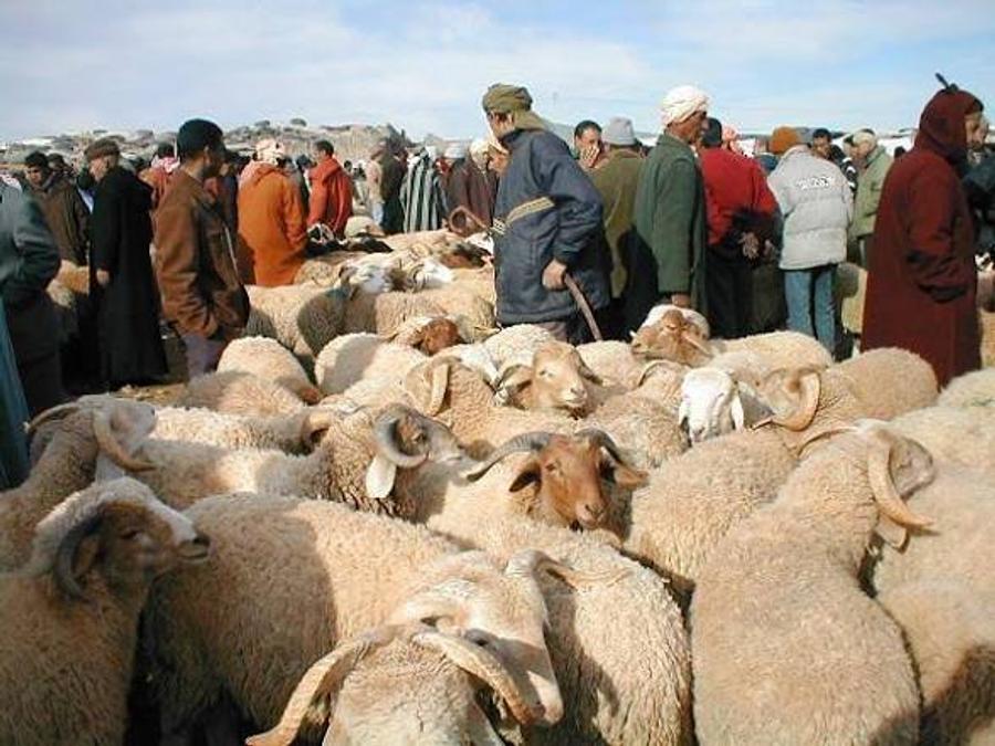 حماة المستهلك يطالبون بتخصيص فضاءات معقمة لبيع الأضاحي