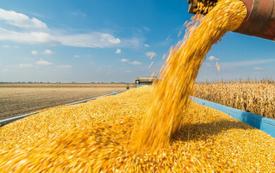Campagne céréalière au Maroc : une reprise portée par les pluies, mais des fragilités persistantes