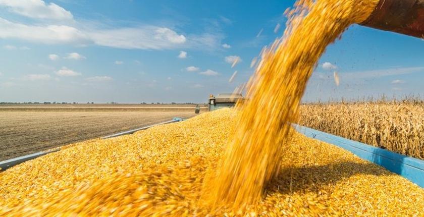 Campagne céréalière au Maroc : une reprise portée par les pluies, mais des fragilités persistantes