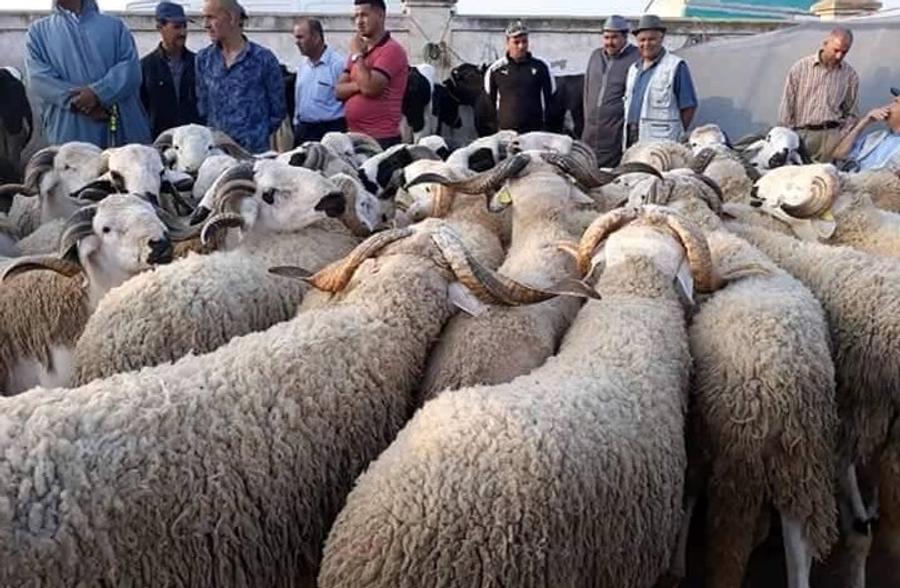 مطالب برلمانية بالحد من تدخل شناقة الأضاحي