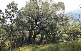 Up to 16 percent of plant species face extinction by 2100, UC Davis study warns