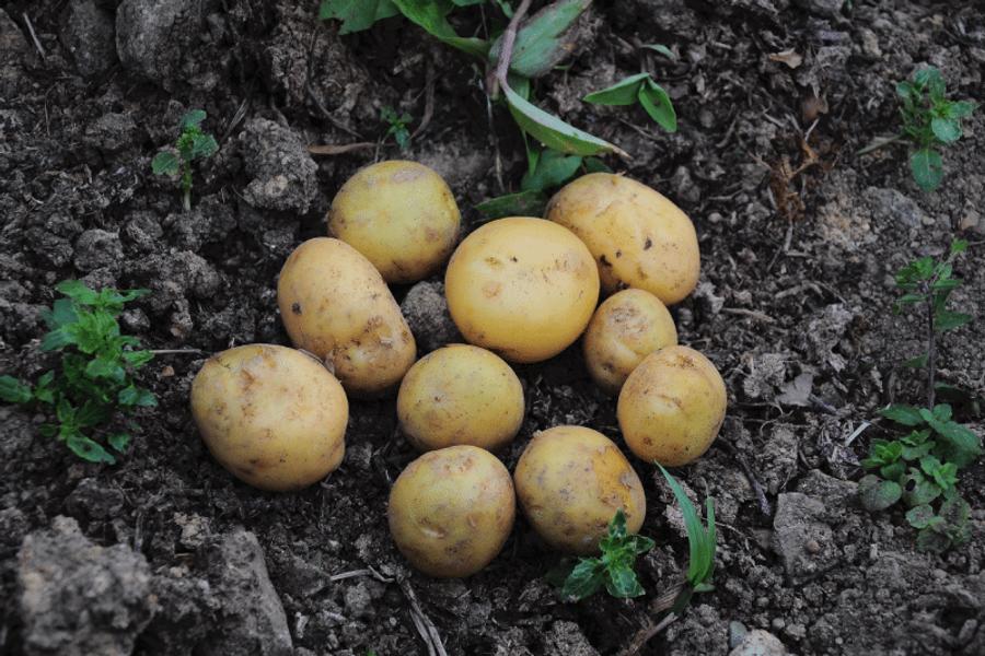 Pommes de terre : la reprise des récoltes à Larache soulage progressivement le marché marocain