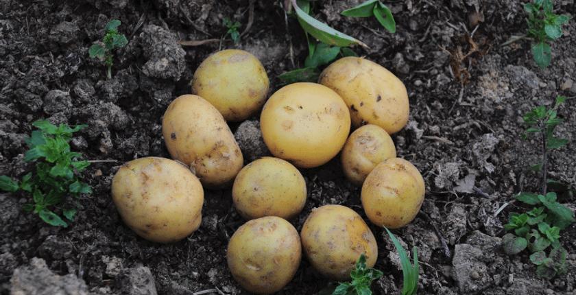 Pommes de terre : la reprise des récoltes à Larache soulage progressivement le marché marocain