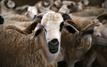 Maroc : les autorités préparent un encadrement renforcé des marchés de moutons avant l’Aïd Al-Adha