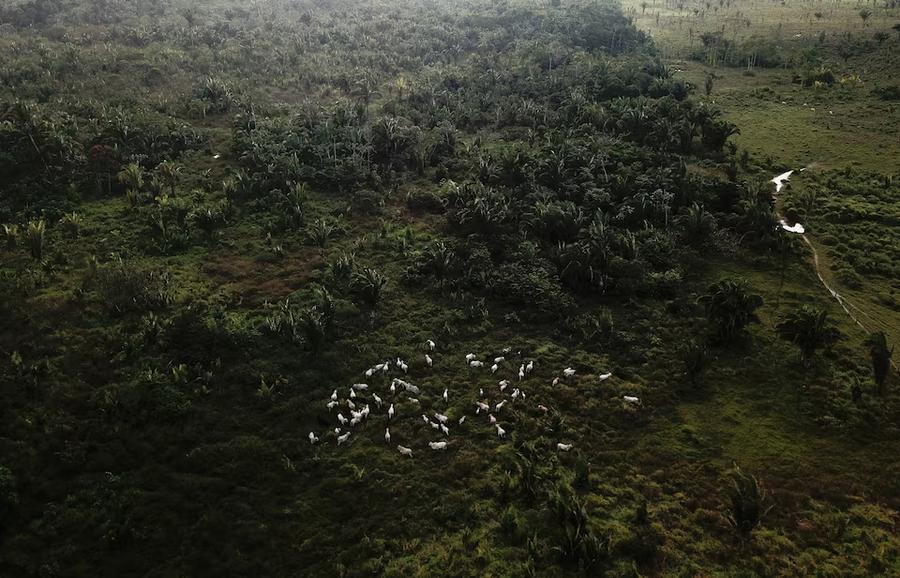 Changing Chinese consumer habits could help protect the Amazon rainforest