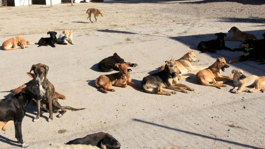 Maroc : le débat sur les chiens dangereux relancé après plusieurs drames