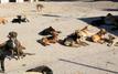 Maroc : le débat sur les chiens dangereux relancé après plusieurs drames