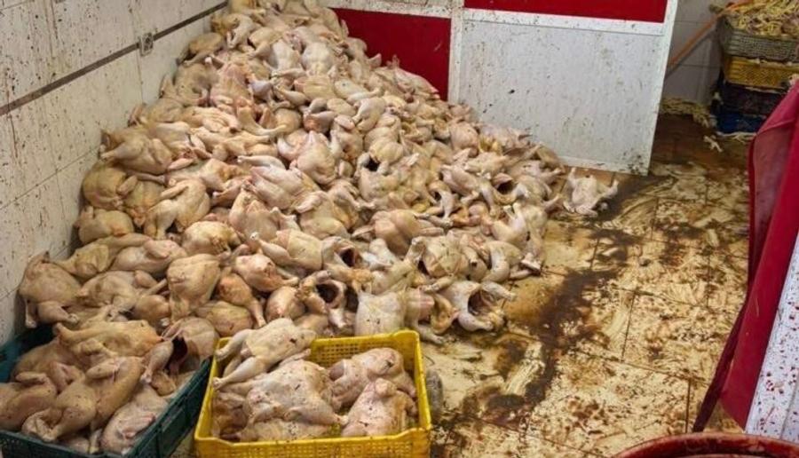 حجز أطنان من الدجاج الفاسد موجه لمطاعم شهيرة بطنجة