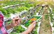 Laâyoune-Sakia El Hamra mise sur l’agriculture biosaline pour relever les défis climatiques
