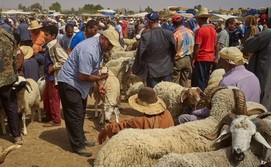 غلاء أضحية العيد يدفع المغاربة لقروض البنوك