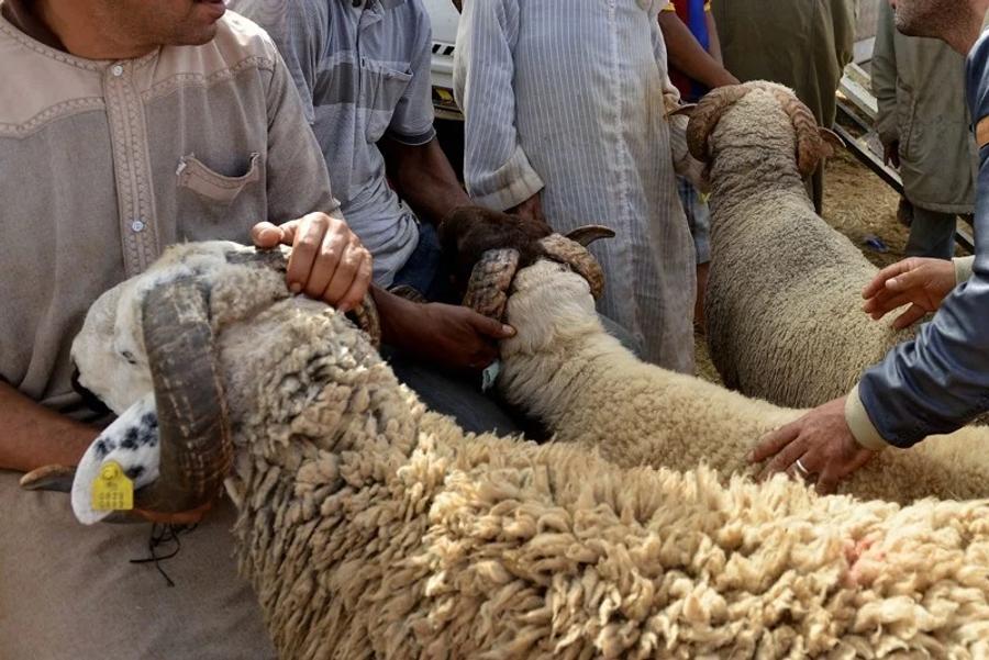 بني ملال تمنع بيع الأضاحي خارج الأسواق والساحات المحددة