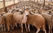 Aïd al-Adha : les familles marocaines temporisent face à la flambée des prix des moutons