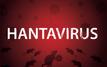 Hantavirus : ce que l’on sait sur ce virus transmis par les rongeurs
