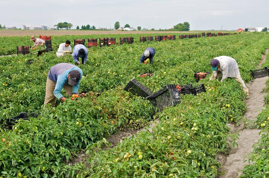 Agriculture marocaine : entre informalité massive et urgence de réforme sociale