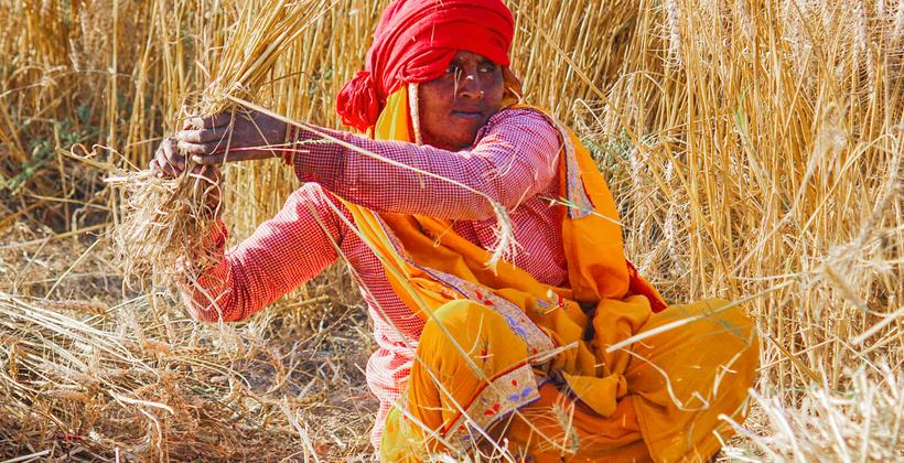भारत ने 2014-25 के दौरान जलवायु परिवर्तन के अनुकूल लगभग 3,000 फसल किस्मों को जारी किया: सरकार
