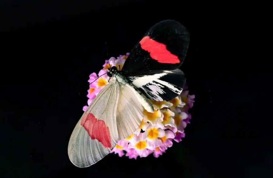 Study finds butterflies reuse same genes for warning colors