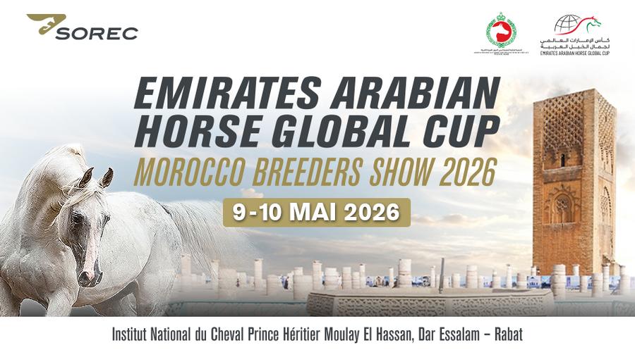 Morocco showcases Arabian horse breeding excellence at EAHGC 2026
