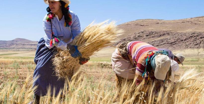 نقص وارتفاع كلفة اليد العاملة يهددان موسم الحصاد